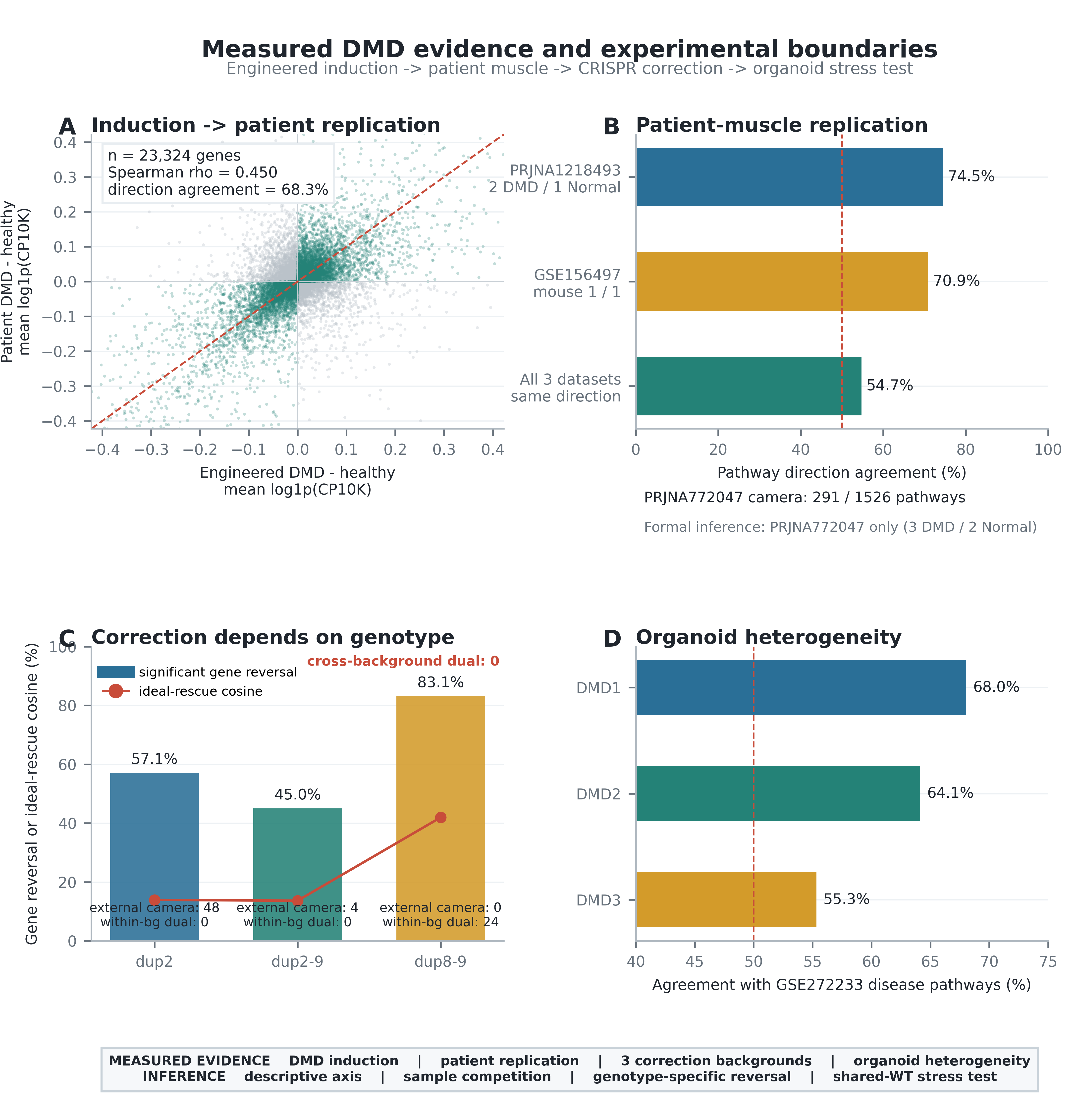 Four-panel measured DMD evidence figure showing induction, external patient pathway agreement, CRISPR correction and organoid heterogeneity.